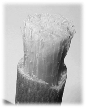 http://kaheel7.com/ar/images/stories/miswak-brush77.jpg